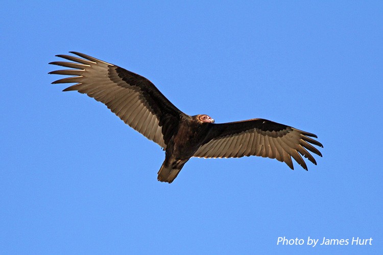 Turkey Vulture | State of Tennessee, Wildlife Resources Agency