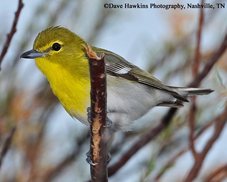 Yellow-throated Vireo | State of Tennessee, Wildlife Resources Agency
