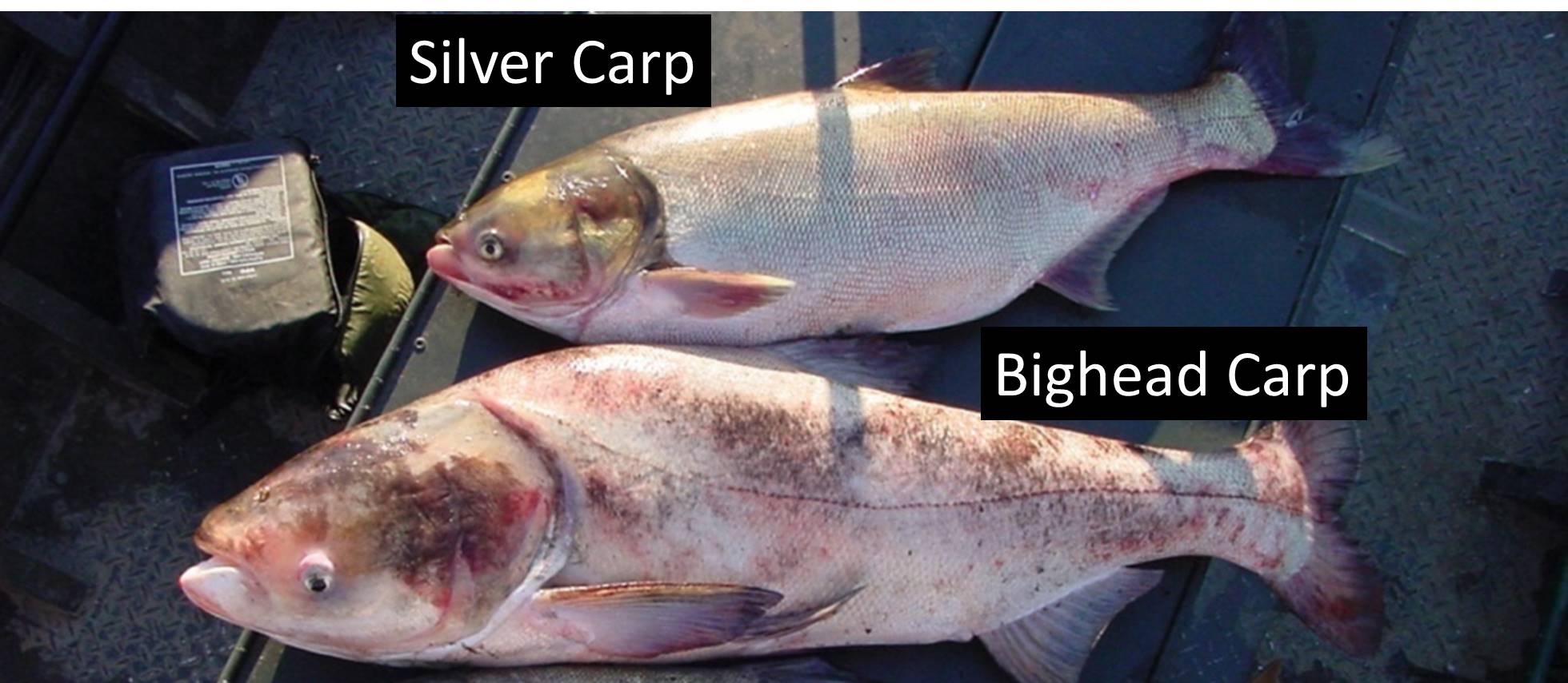 Invasive Carp in Tennessee, Information and Images