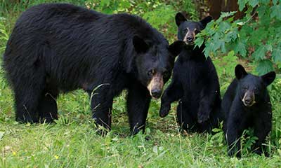 III. Factors contributing to aggression in black bears