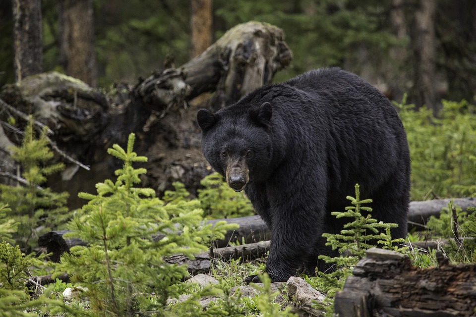 Black Bears in Tennessee