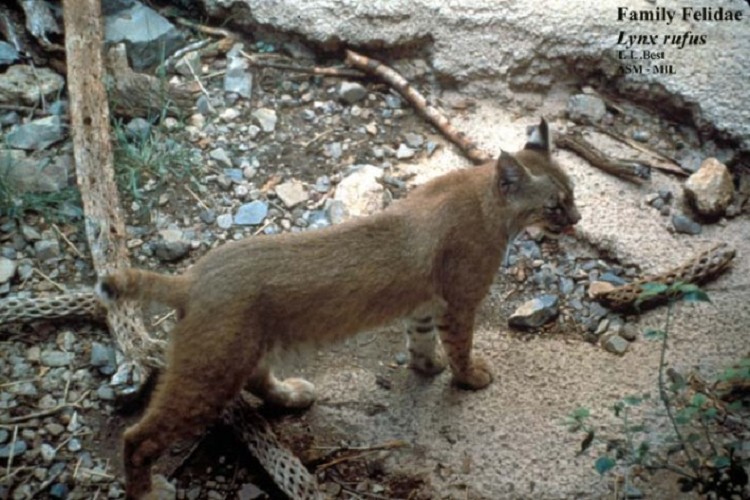 Bobcat State of Tennessee, Wildlife Resources Agency