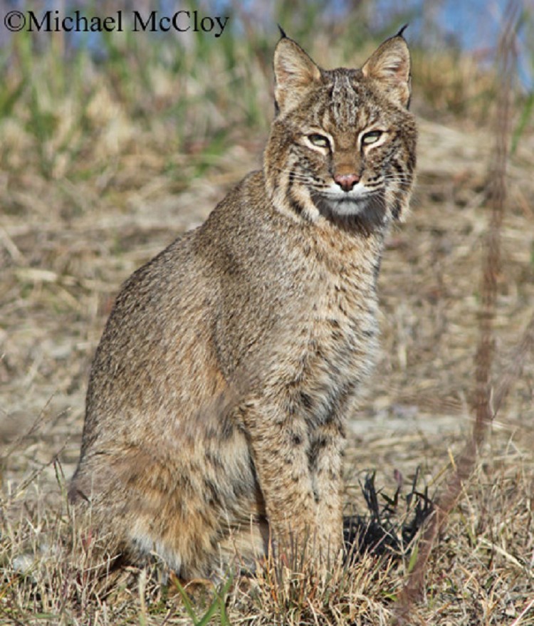 Bobcat | State of Tennessee, Wildlife Resources Agency