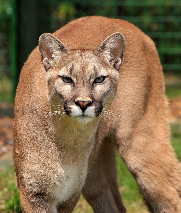 Cougars in Tennessee | State of Tennessee, Wildlife Resources Agency