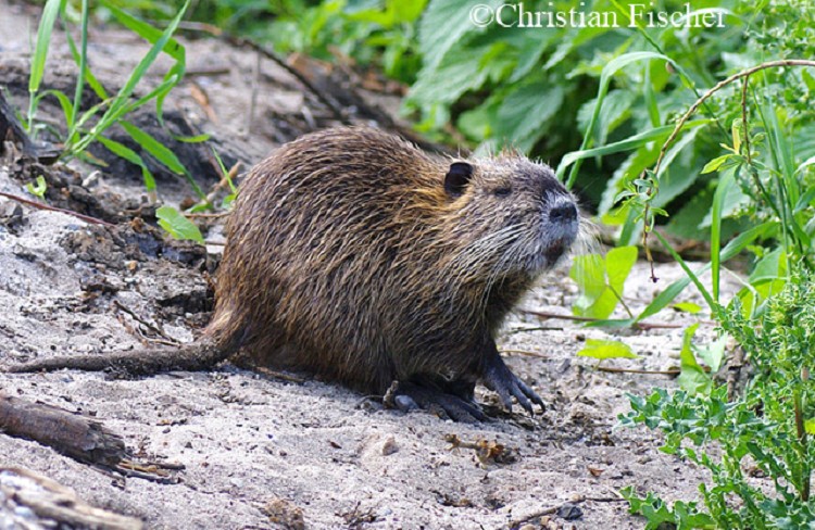 Coypu | State of Tennessee Wildlife Resources Agency