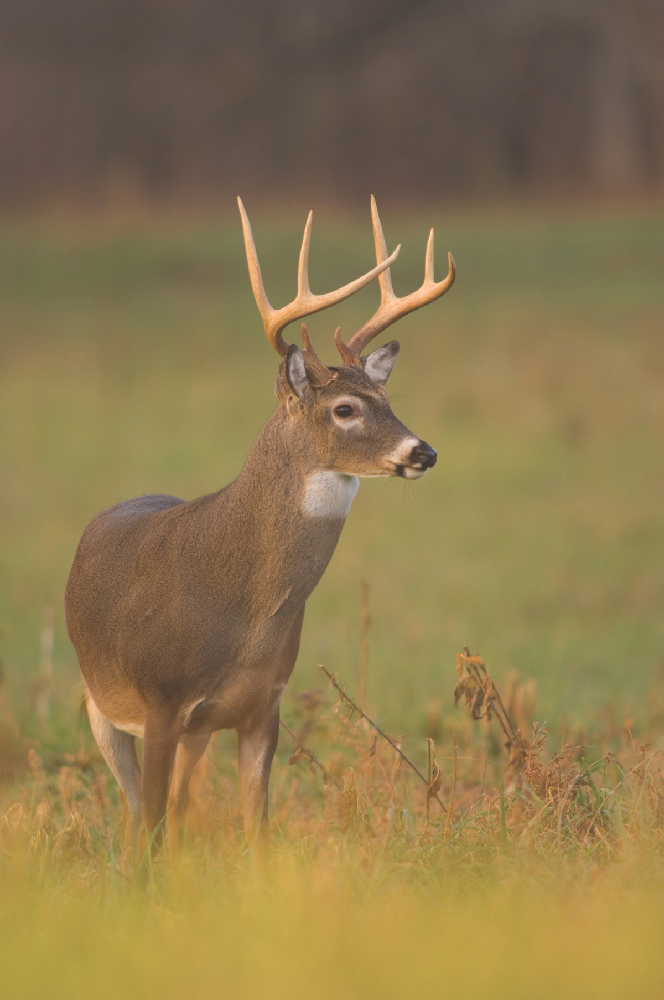White Tail Deer In Tennessee State Of Tennessee Wildlife Resources Agency