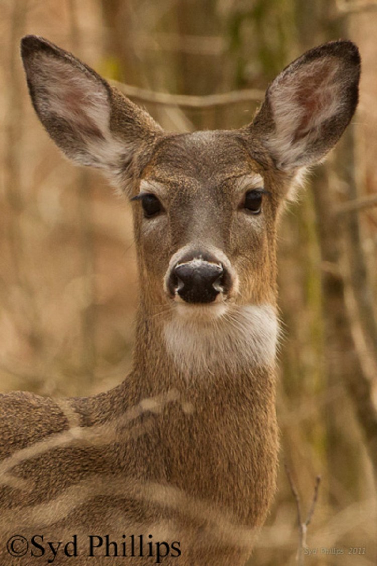 Whitetail Deer in Tennessee State of Tennessee, Wildlife Resources