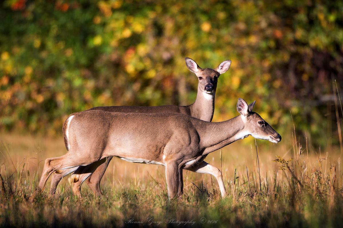 Whitetail Deer in Tennessee State of Tennessee, Wildlife Resources