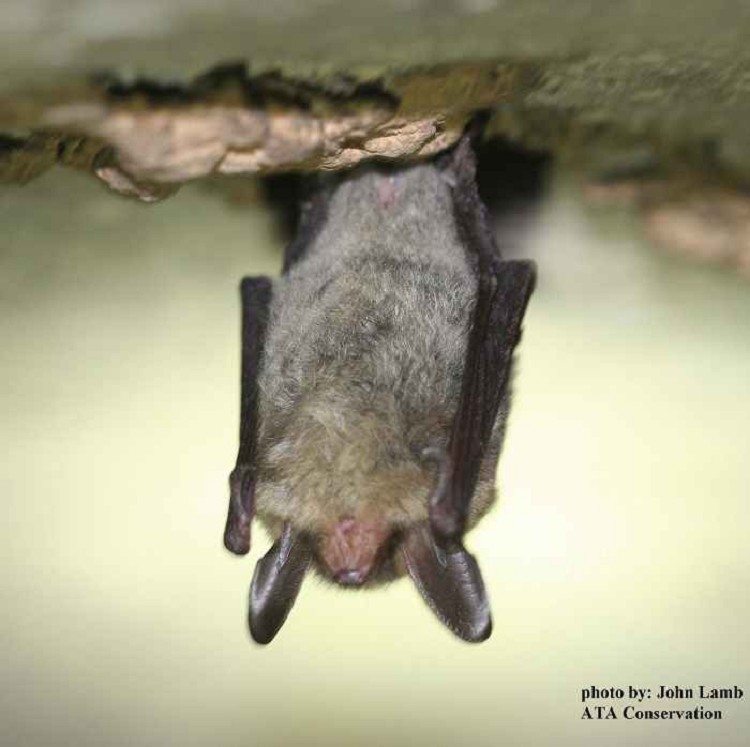 Northern Longeared Bat Tennessee Wildlife Resources Agency