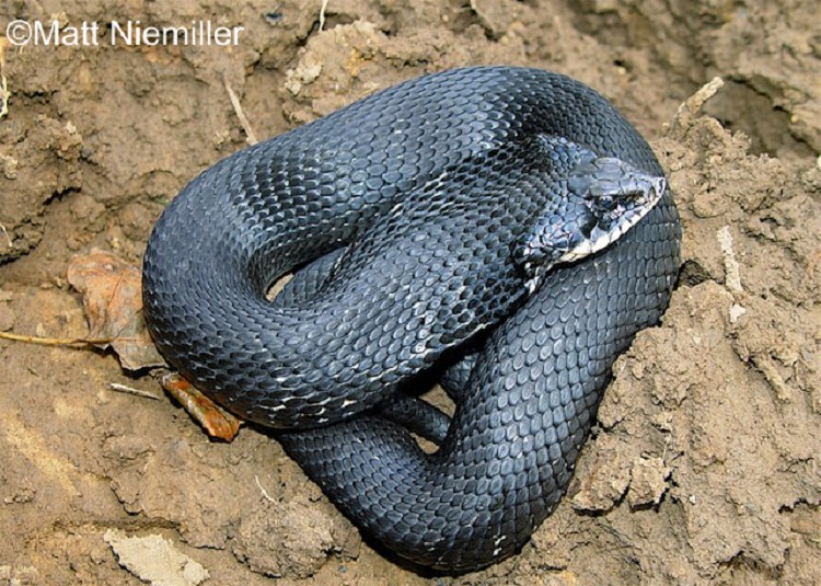 Eastern Hog-nosed Snake  State of Tennessee, Wildlife Resources