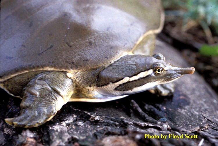 Smooth Softshell Turtle Size?  