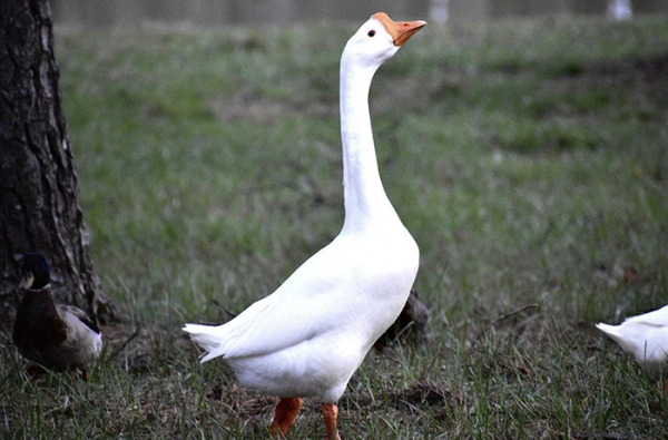 Highly Pathogenic Avian Influenza Image of a white goose