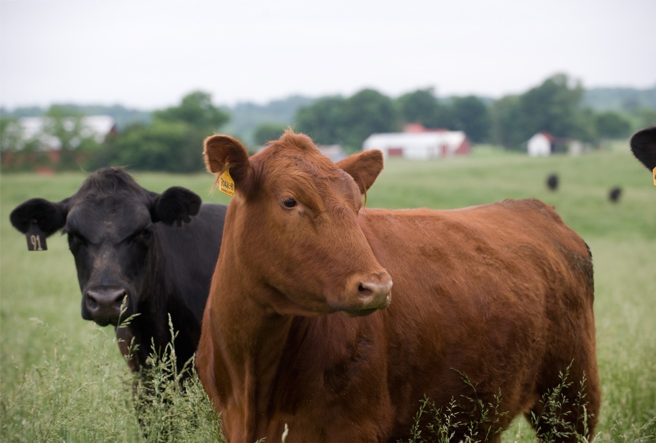 cows Two cows standing in a green field