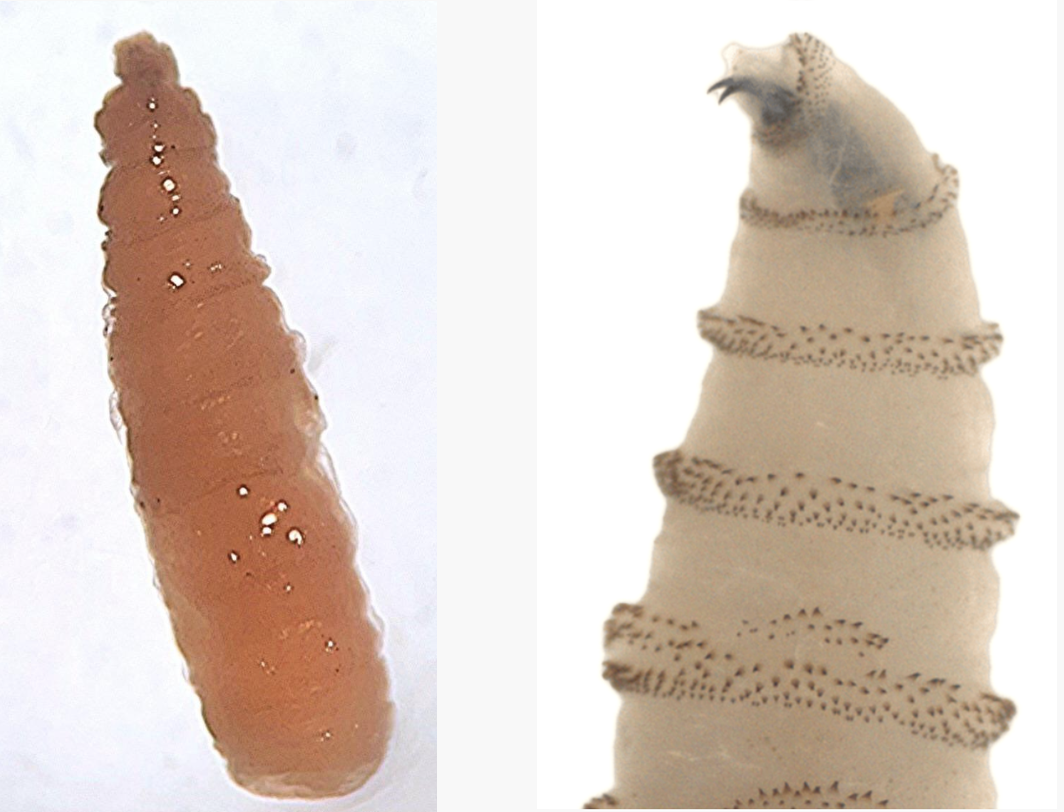 common maggot and screw worm Comparison between a common maggot and the larvae of the New World Screwworm