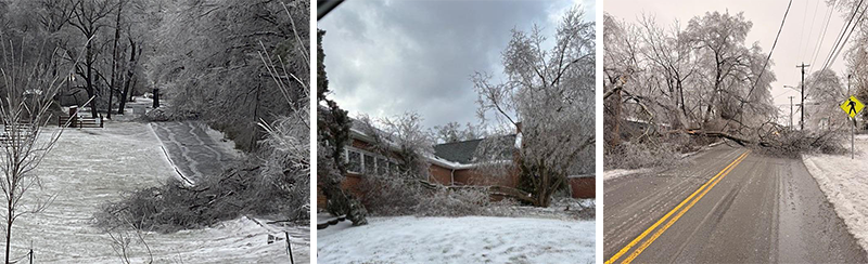 Winter Fern ice damage.