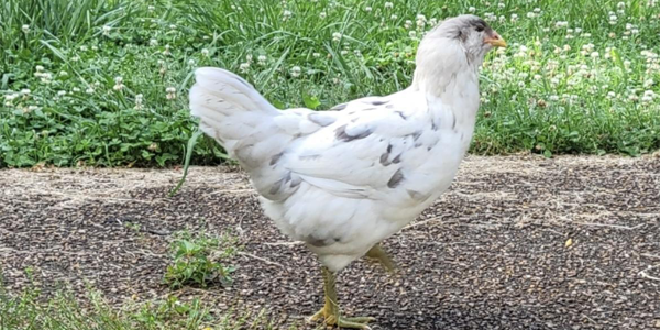 External Parasites of Chickens