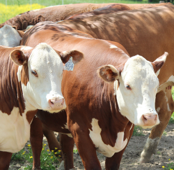 Theileria Cattle Theileria Cattle
