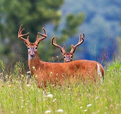 Tennessee Deer