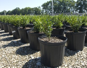 AgBusHorticulture Photo of shrubs at a nursery
