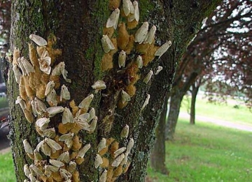 Gypsy moth females and egg cases