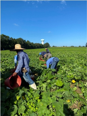 Picture of farm crew harvesting zucchini