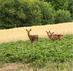 Picture of wildlife (deer) in the harvest area