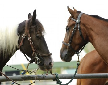 AgBusEquine Close-up of two horses tethered to a fence