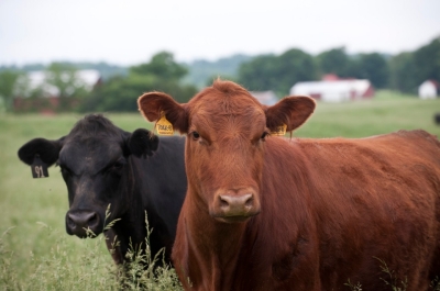 Close-up of cattle in a field