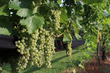 Grape Vine Grape Vine