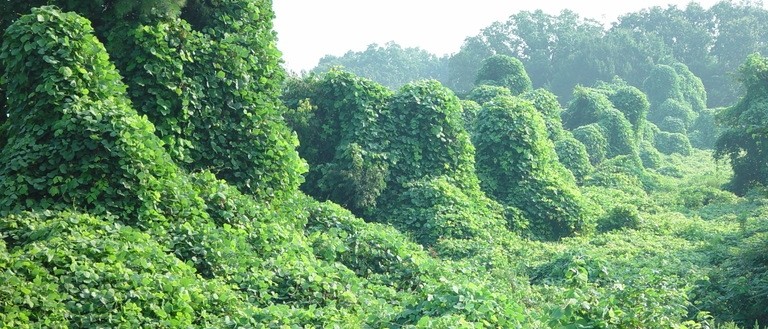 Panoramic view of a landscape completely overtaken by the invasive kudzu vine, forming dense, green mounds that cover trees, hills, and the ground.