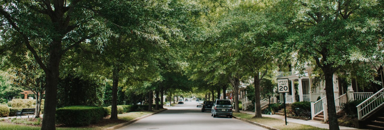 View of a quiet residential street shaded by a dense canopy of large green trees forming a natural tunnel. A paved road runs centrally, with parked cars on the right side.