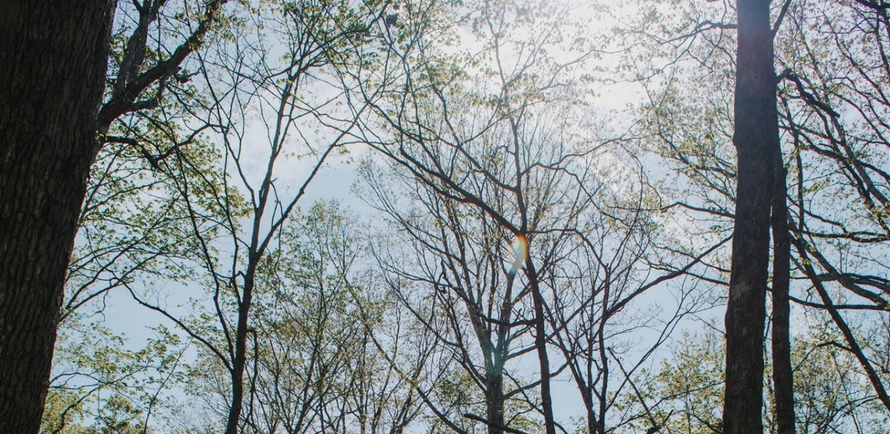 Upward view of a forest canopy with bare branches and patches of light green leaves against a bright, hazy blue sky.