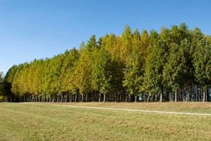 FOR-TreeSeedlings-pgimg03