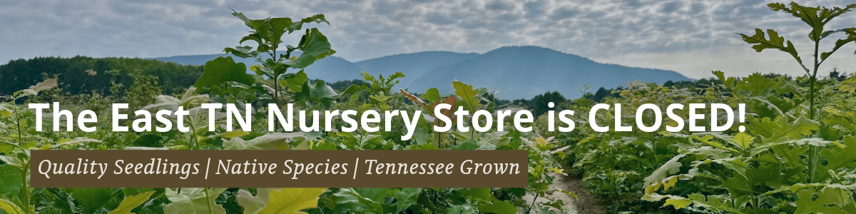 Field of oak seedlings with text that says the store is currently closed