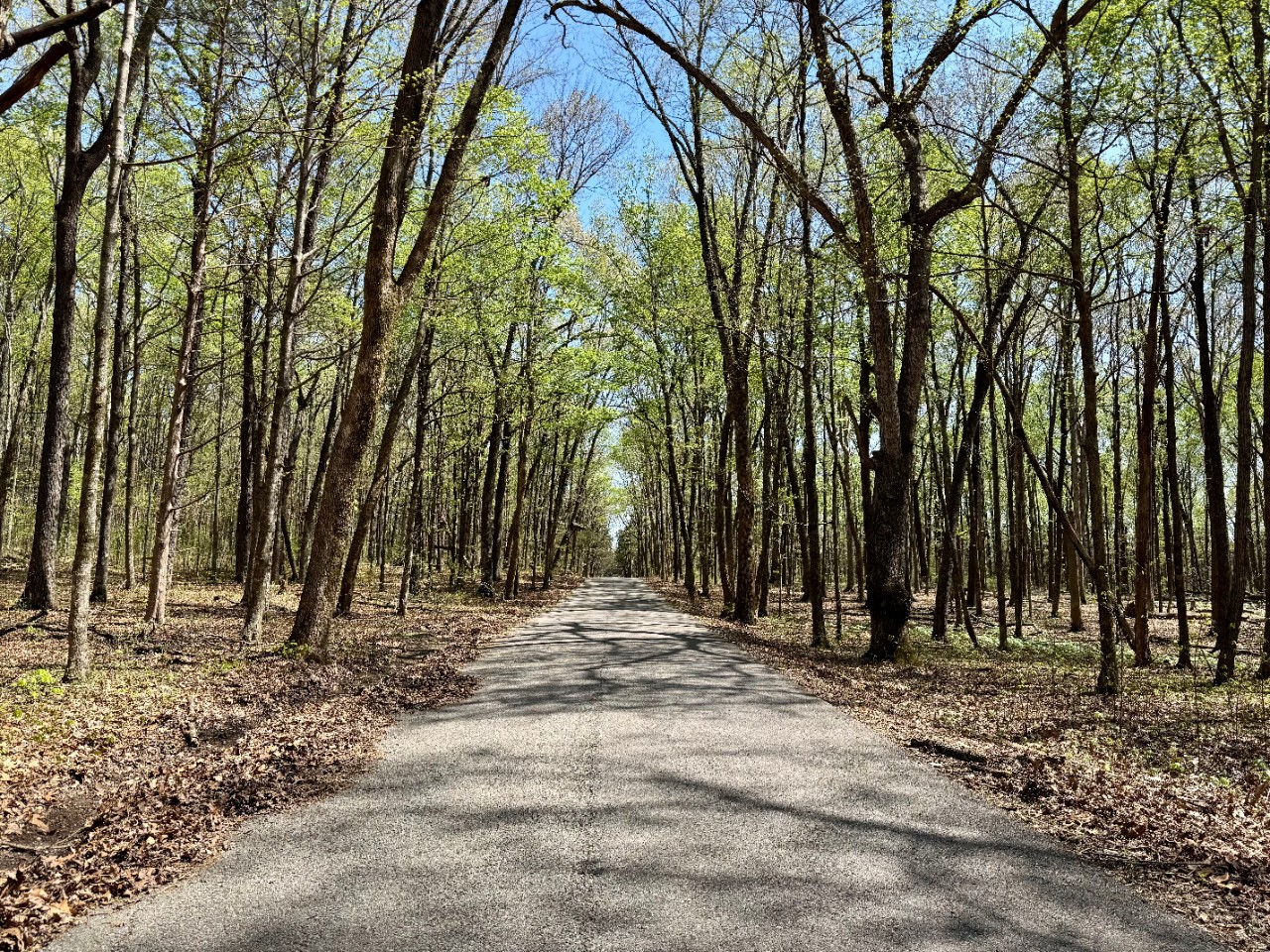 Sunlit road in Cedars of Lebanon State Forest, lined with tall, thin trees with fresh green spring foliage forming a canopy overhead, and scattered fallen leaves along the edges of the paved path.