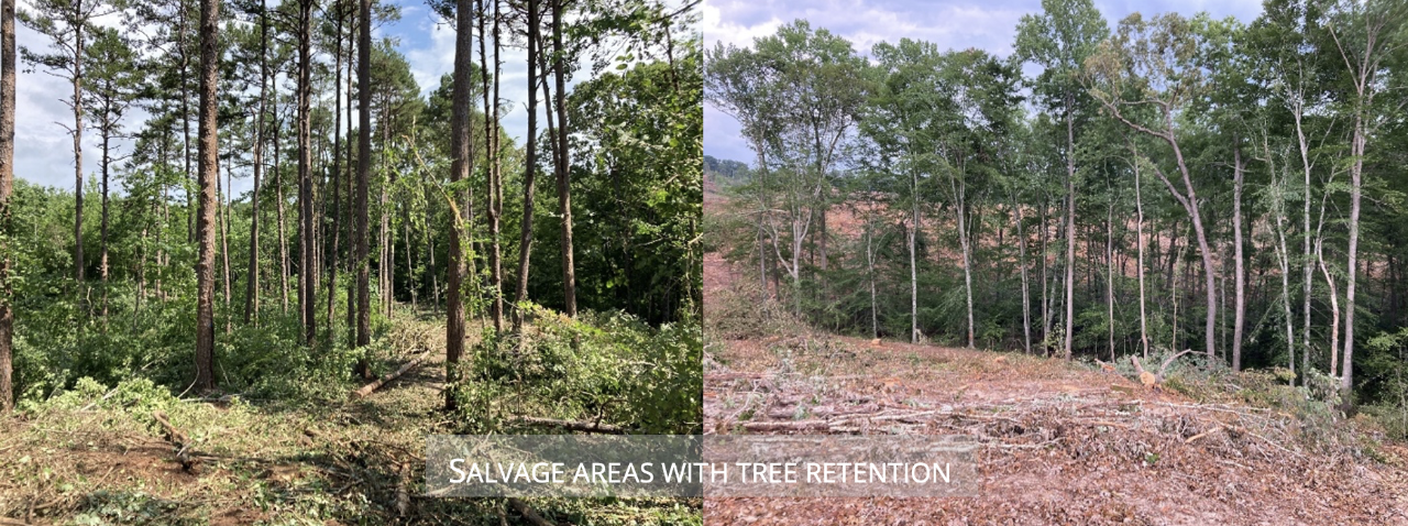Side by side view of trees where salvage operations and tree retention is underway