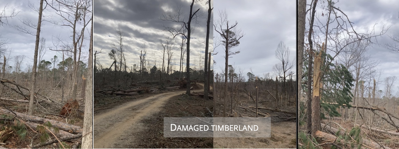 Damaged Timberland