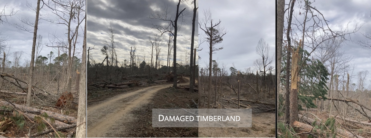 four side byside views of severely damaged trees that are being prepared for timber slavage operations