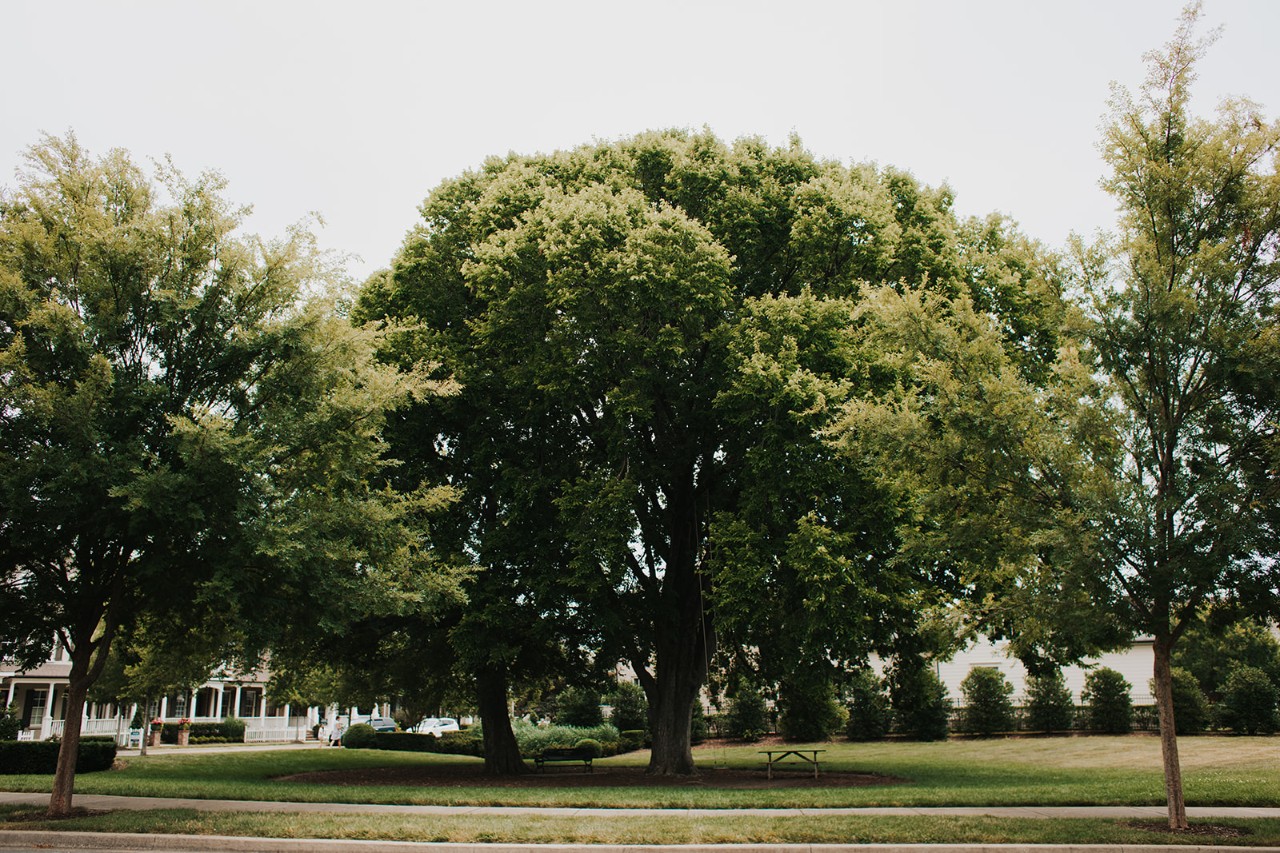tda_urbanforestry_franklin-28_websize cluster of large, green trees near a side walk in a neighborhood setting