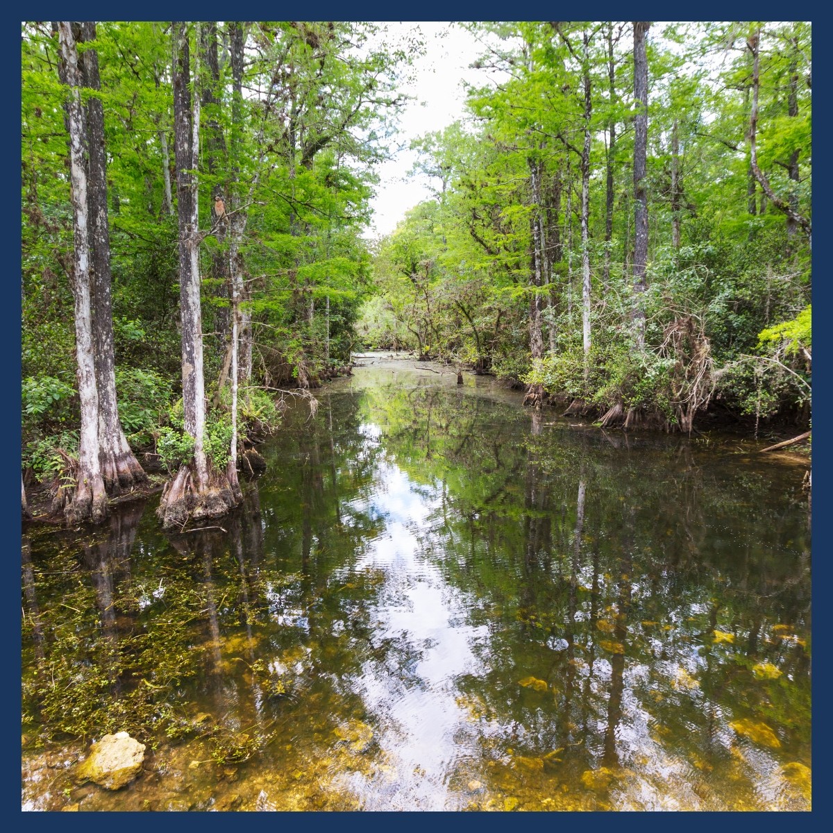 Untitled design - Riparian