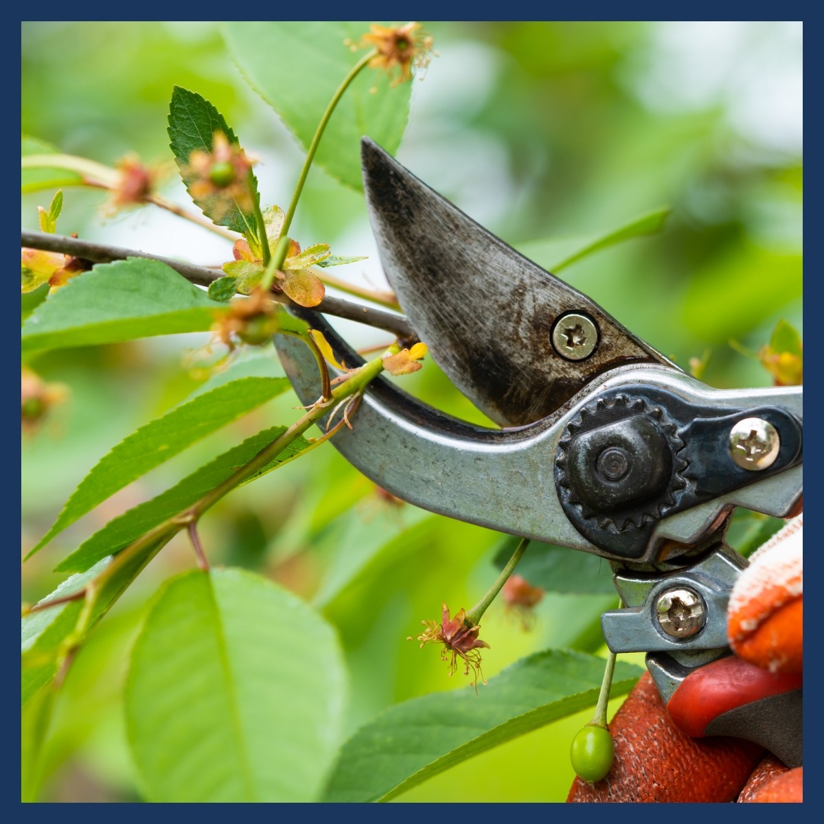 Untitled design - Pruning