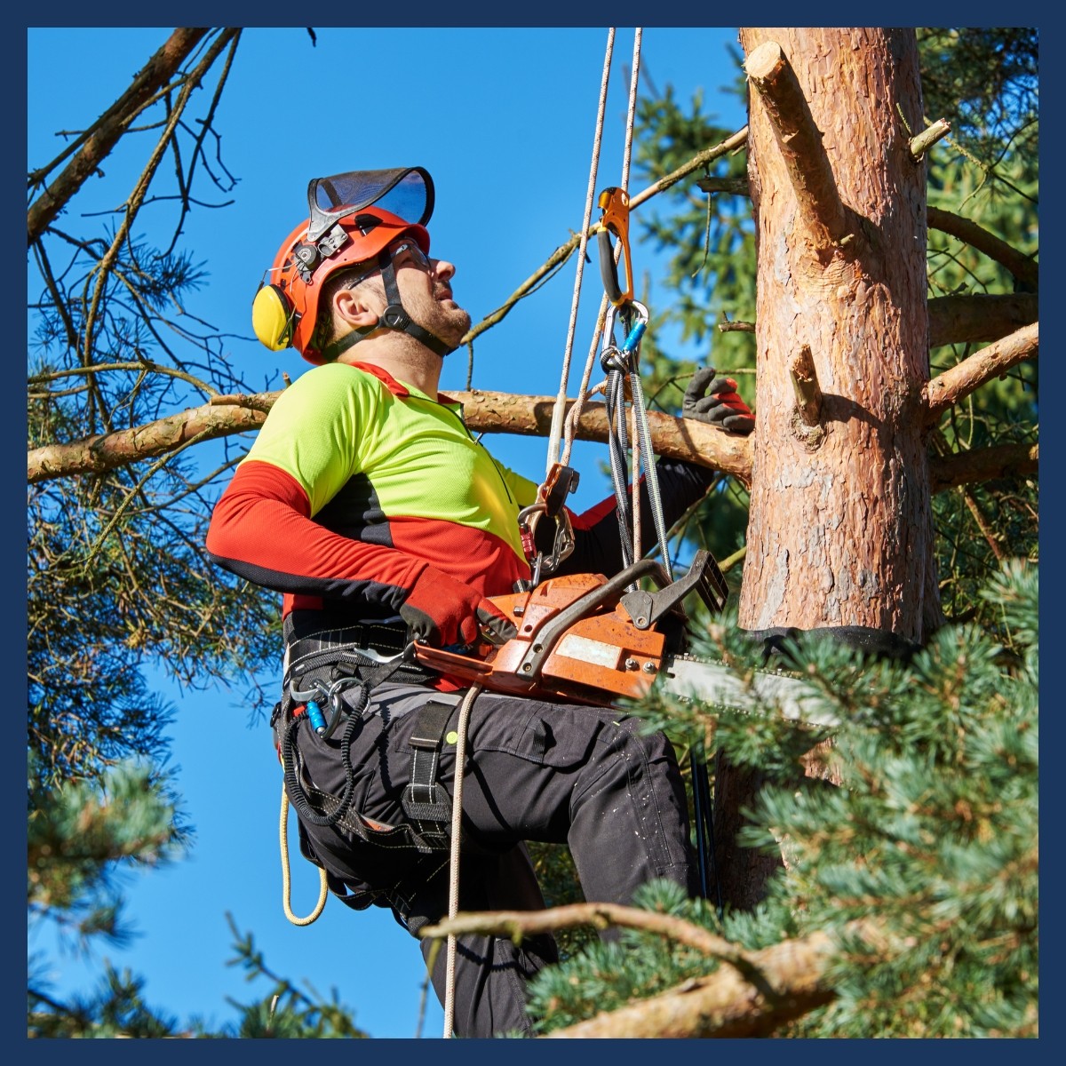 Untitled design - Arborists