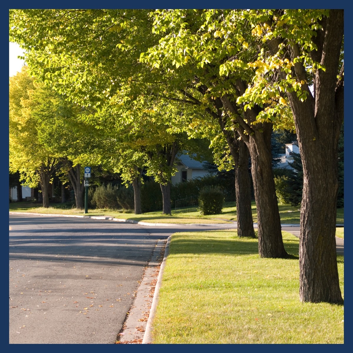 Tree Ordinances