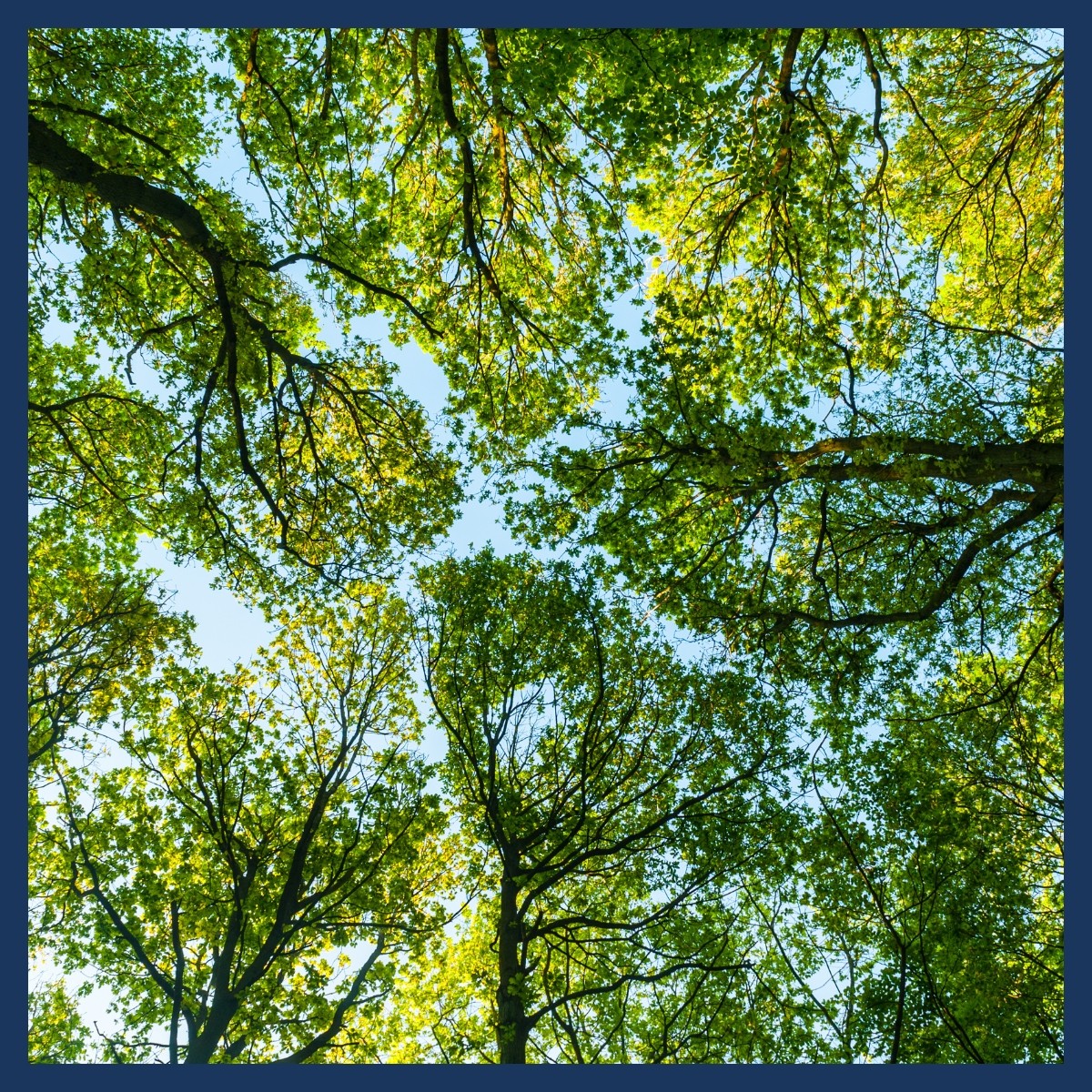Canopy Assessments