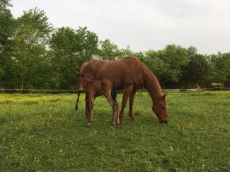 horses horses