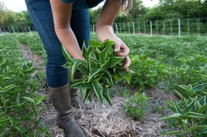 Department of Agriculture Enterprise Fund Awards