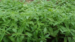 Tennessee hemp farm