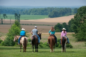 Image of horses in Tennessee