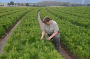  Division of Forestry East Tennessee Nursery Reforestation Unit Leader Gina Sowders