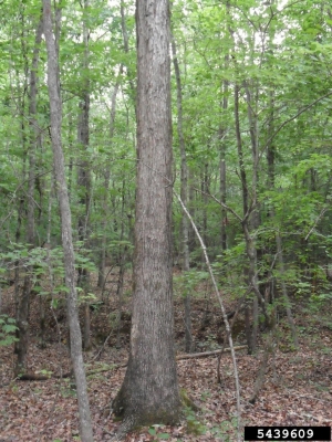 White Oak Tree photo from bugwood.org